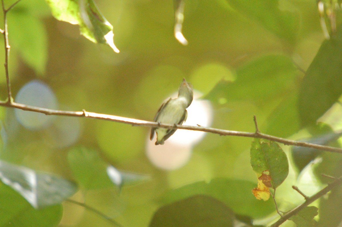 Tiny Tyrant-Manakin - ML642359503