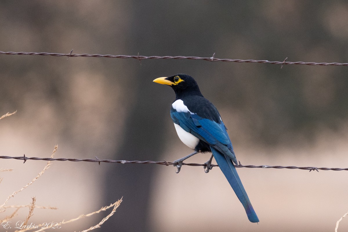 Yellow-billed Magpie - ML642359506