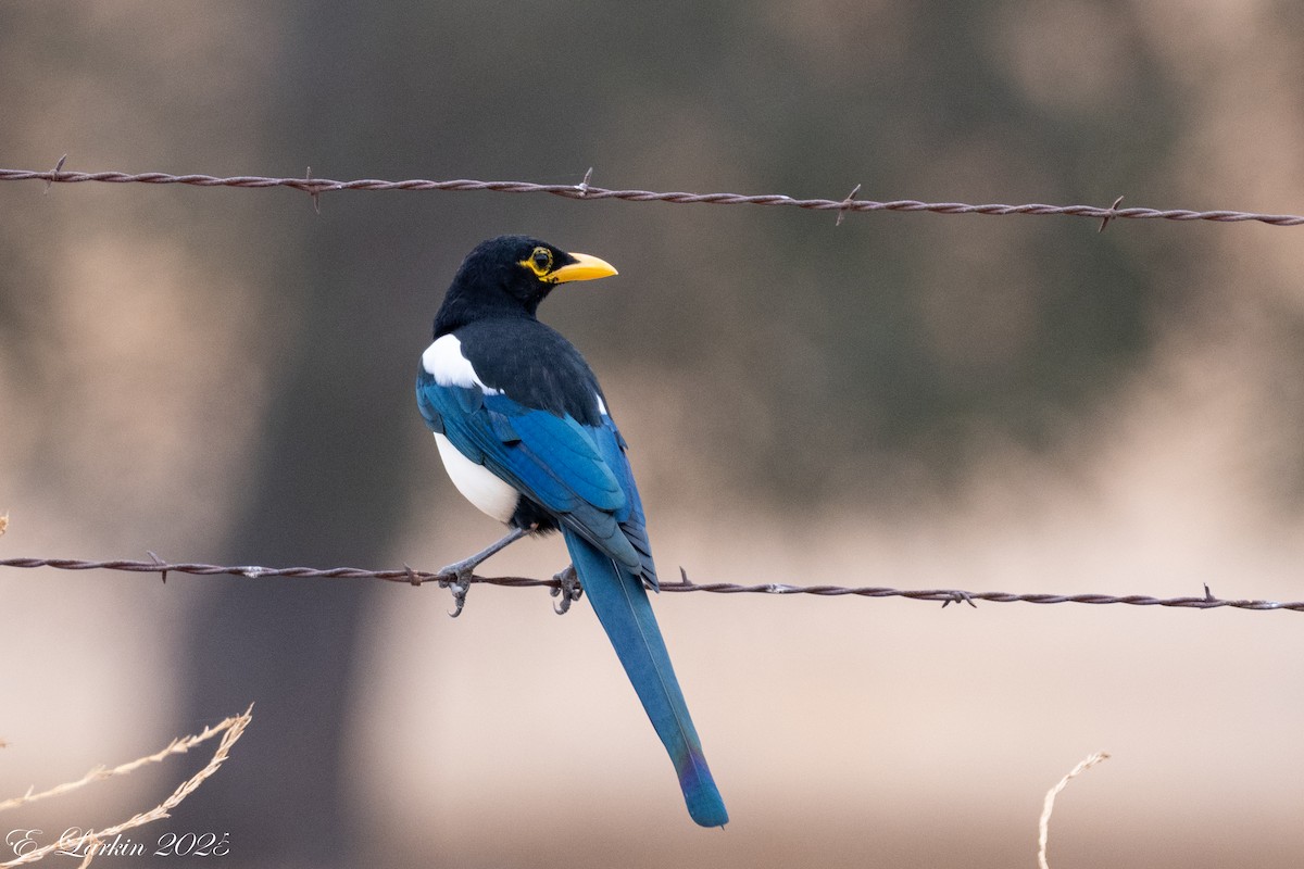 Yellow-billed Magpie - ML642359507