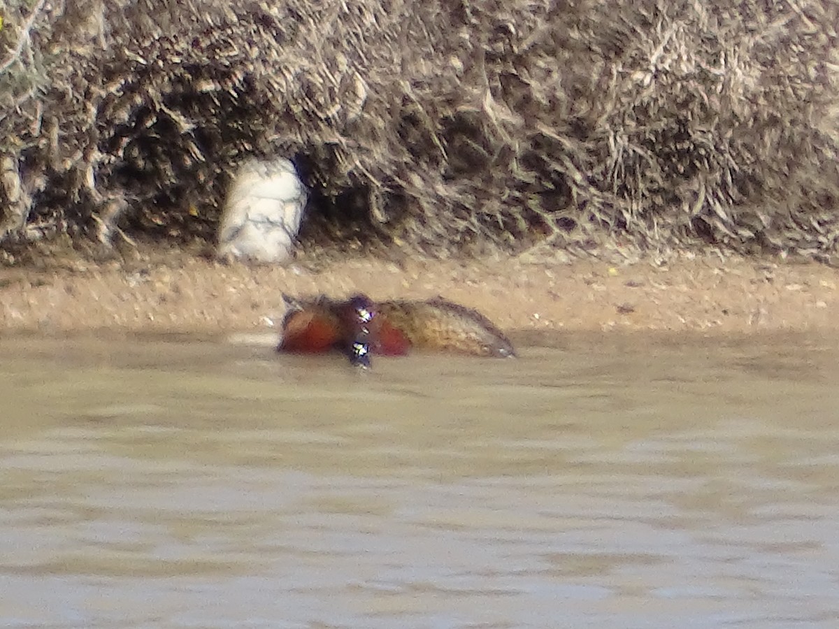 Cinnamon Teal - ML642359519