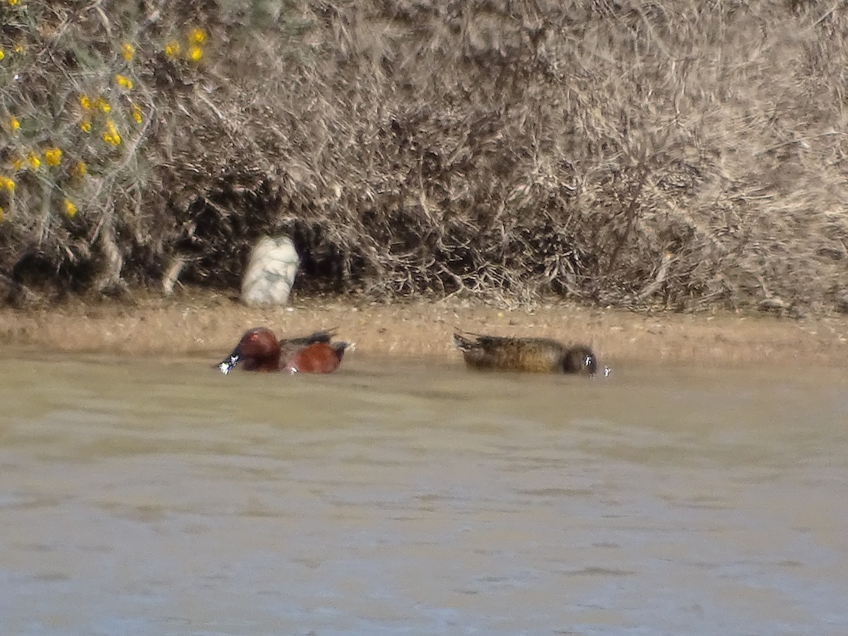 Cinnamon Teal - ML642359520