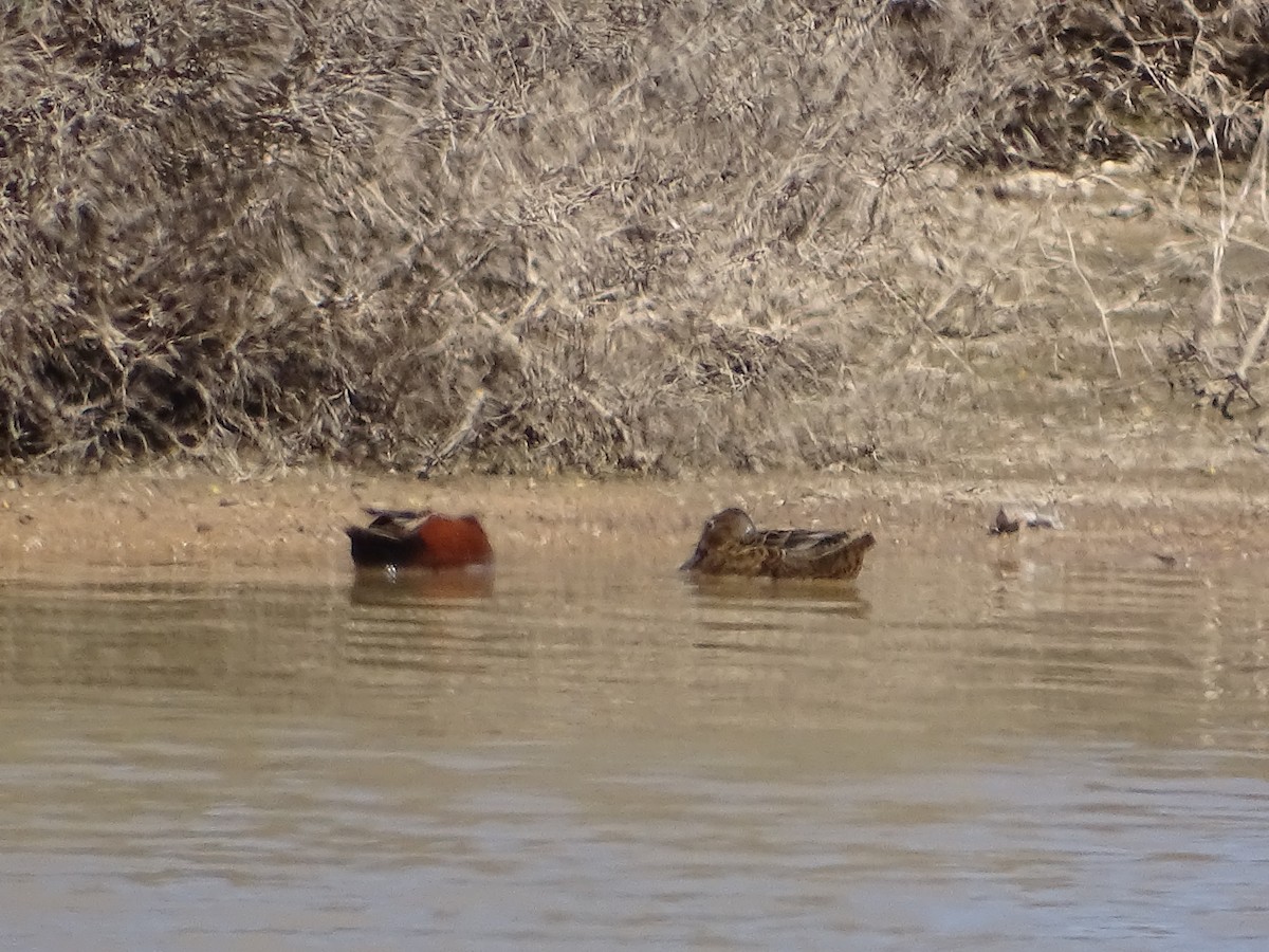 Cinnamon Teal - ML642359521