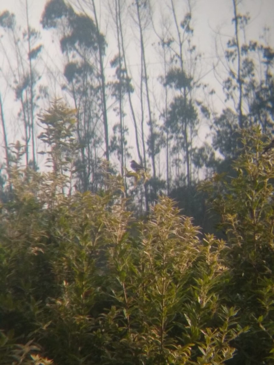 Eastern Kingbird - ML642359531