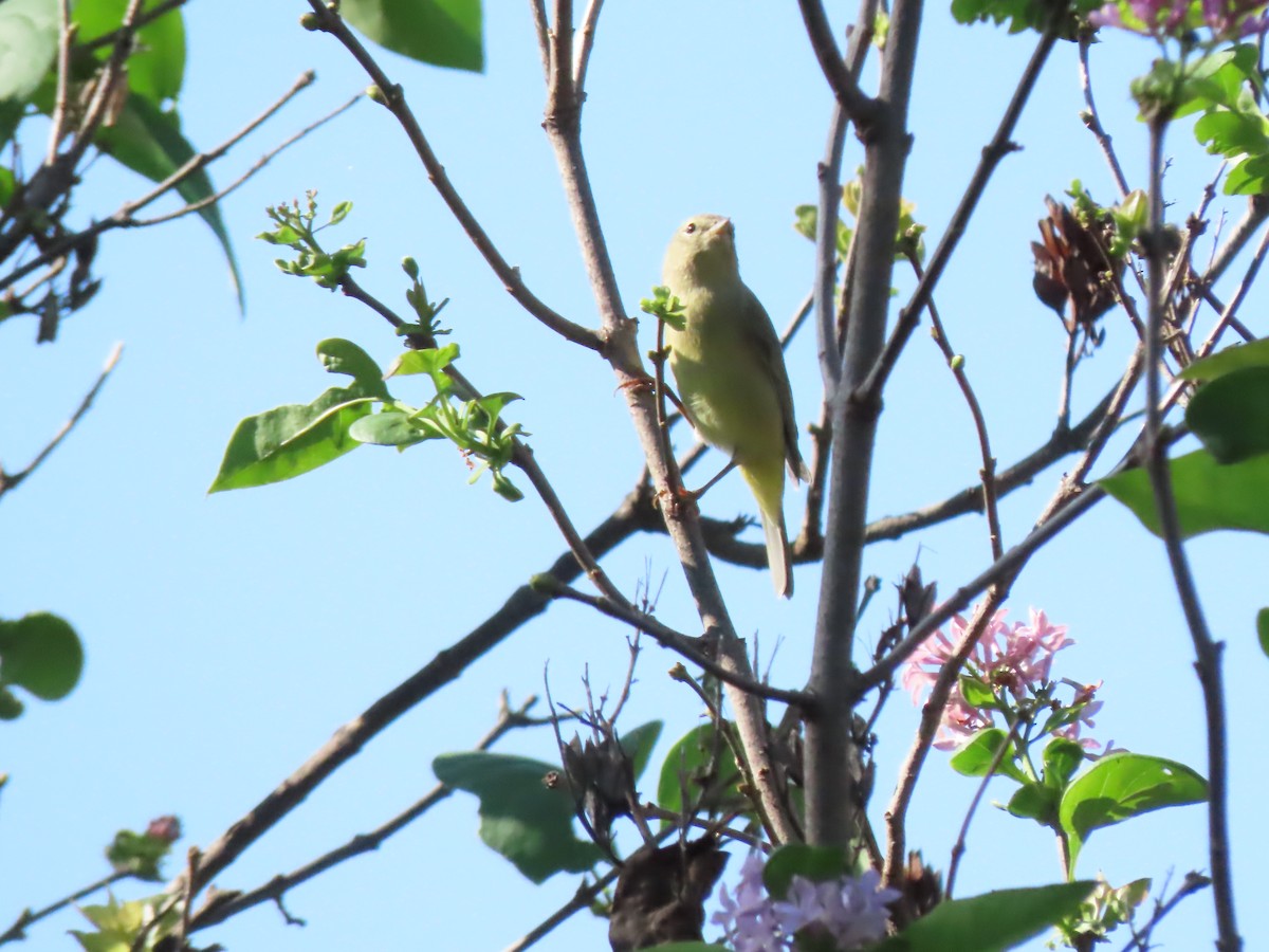 Orange-crowned Warbler - ML642359533