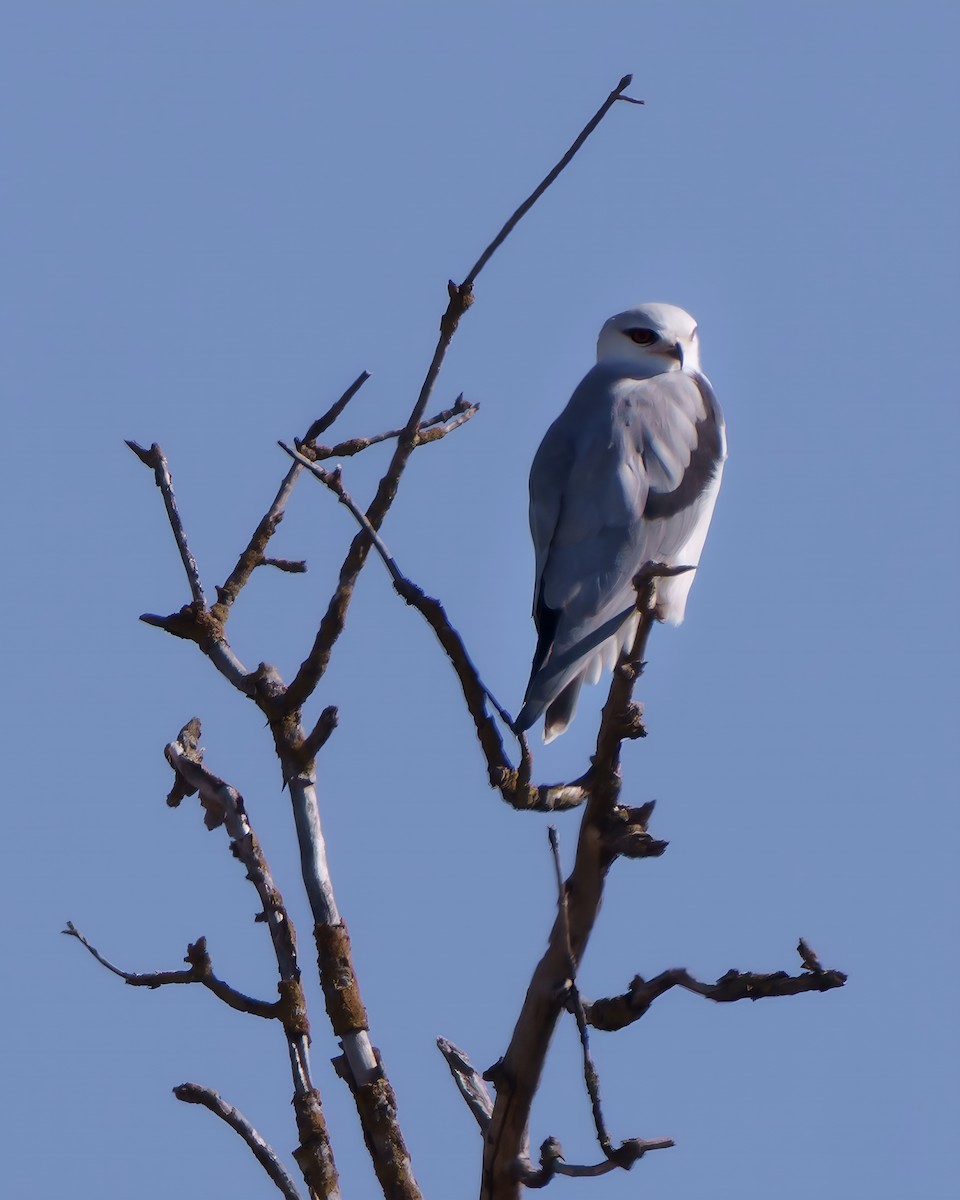 Nibbio bianco - ML642359542