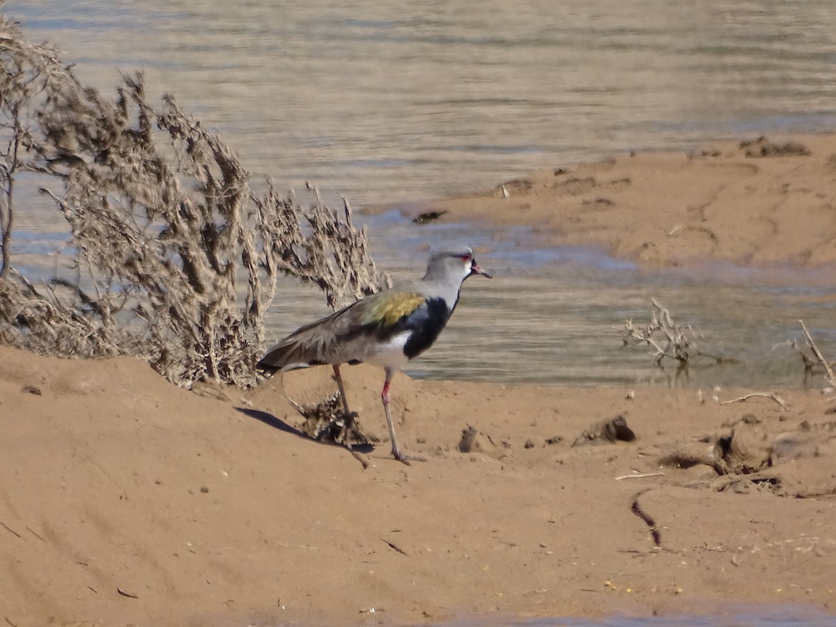Southern Lapwing - ML642359557