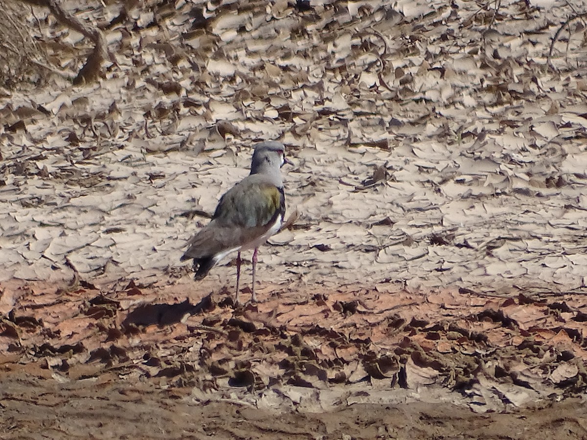 Southern Lapwing - ML642359558