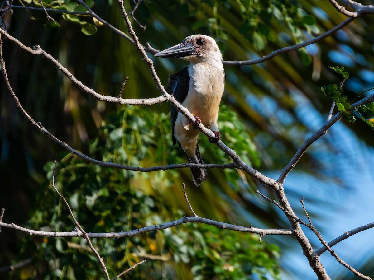 Great-billed Kingfisher - ML642359560