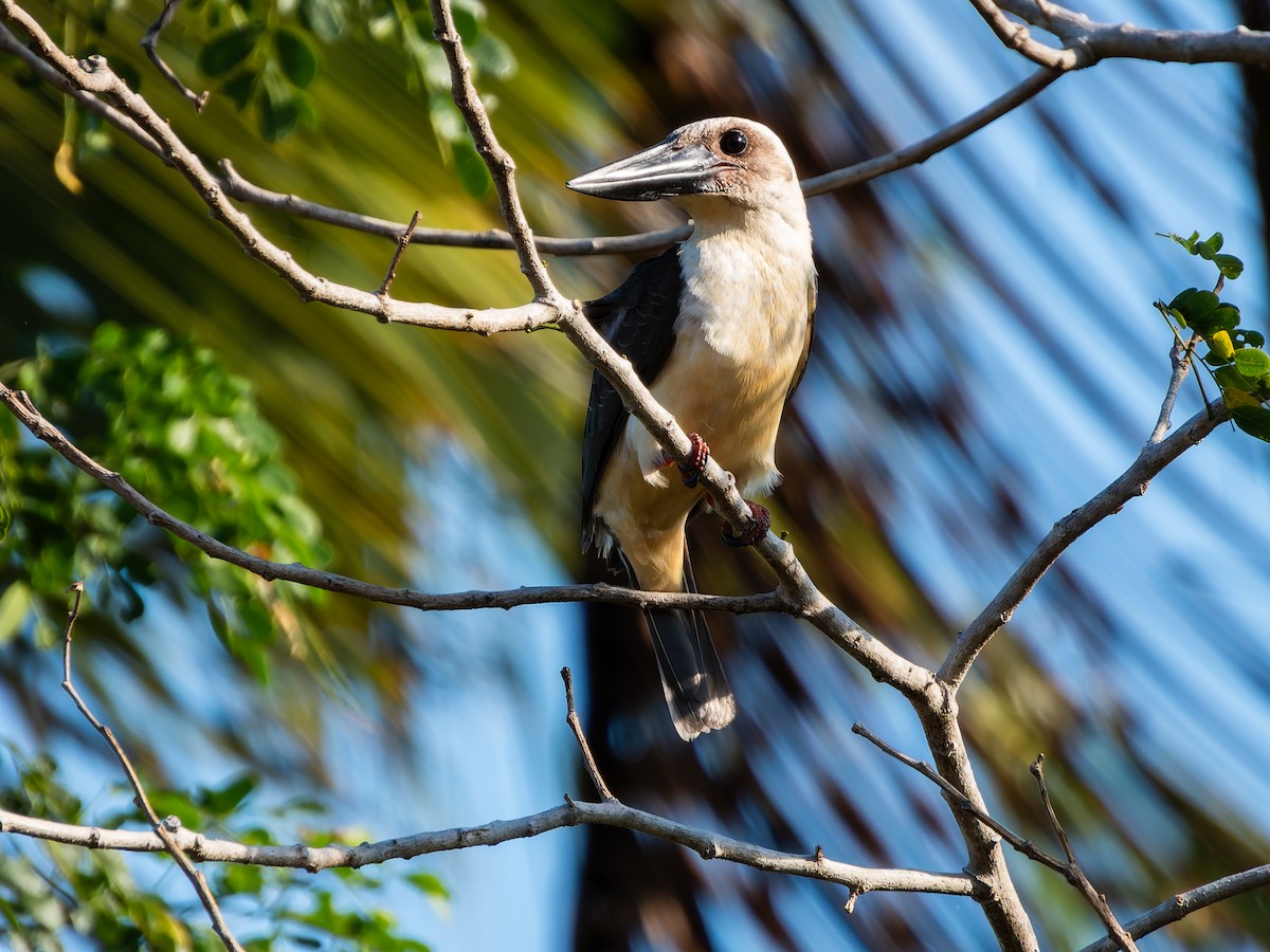 Great-billed Kingfisher - ML642359561