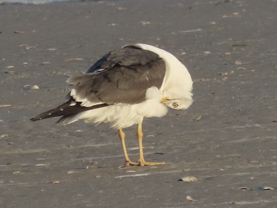 Lesser Black-backed Gull - Ruth Bergstrom