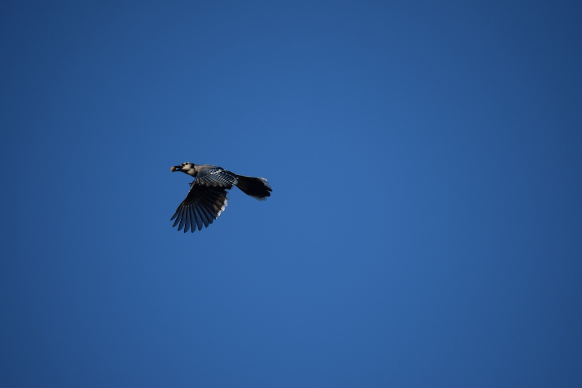 Blue Jay - ML642359595