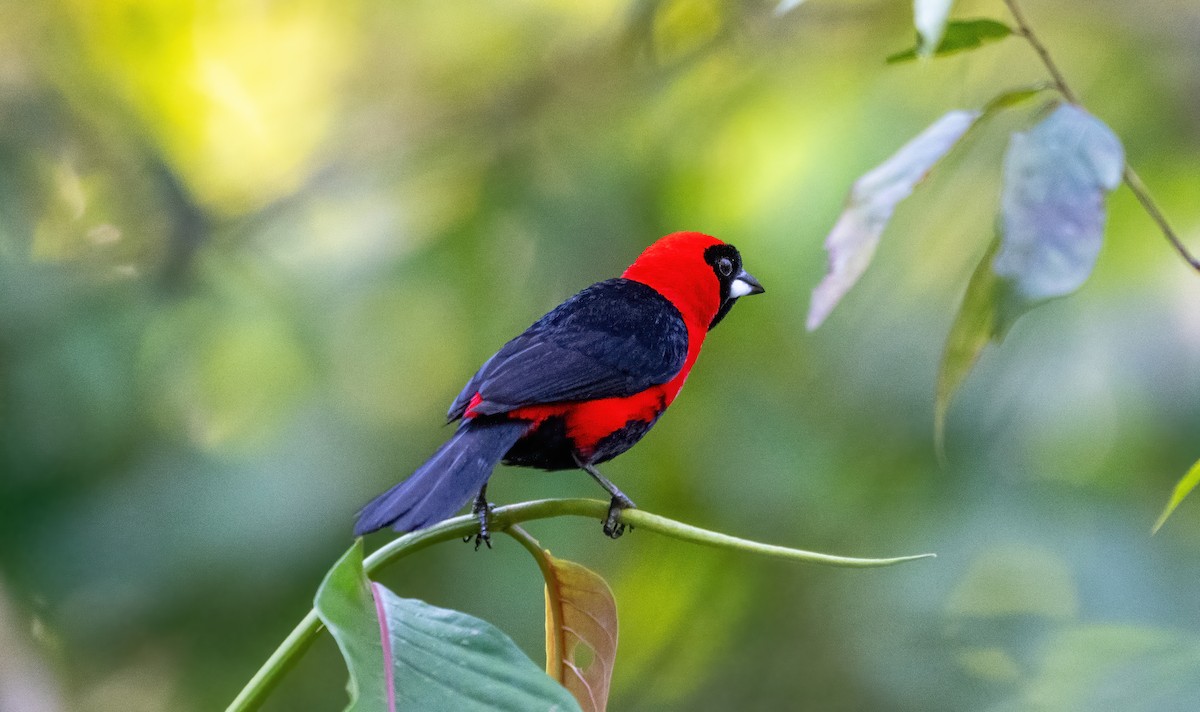 Masked Crimson Tanager - ML642359602
