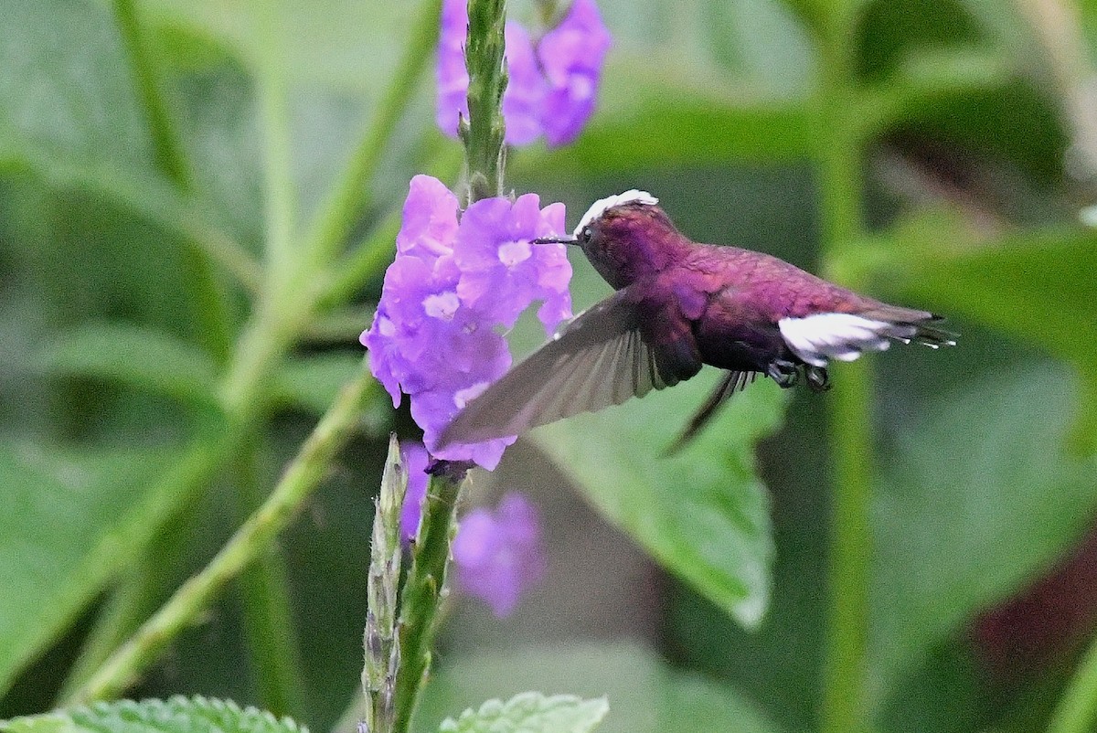 Snowcap - ML642359604