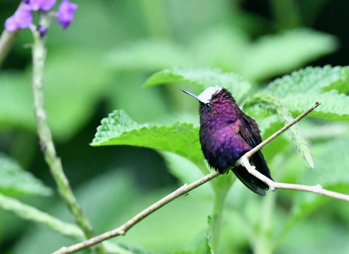 Snowcap - ML642359605