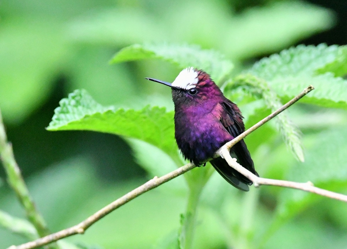 Snowcap - ML642359606