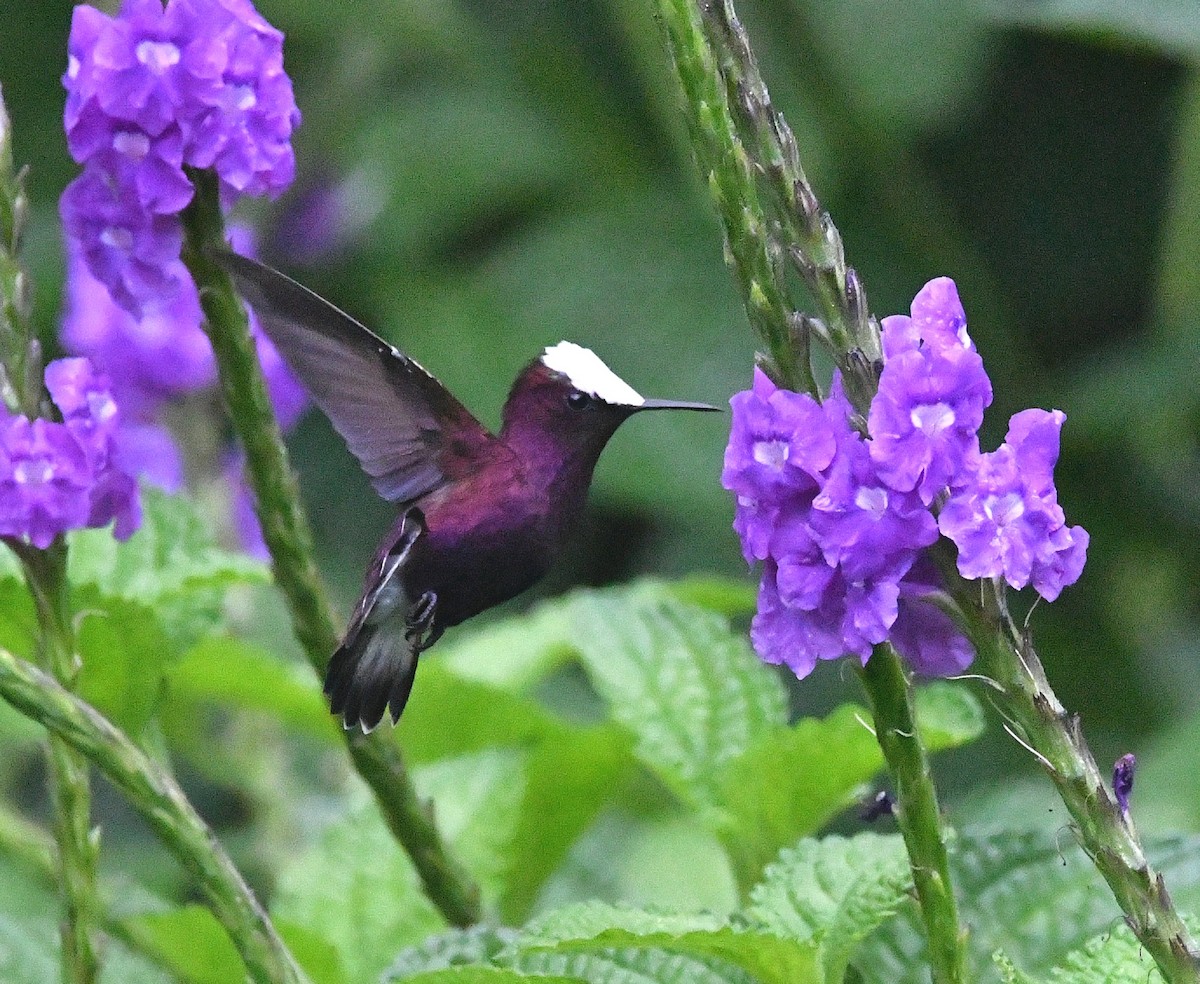 Snowcap - ML642359607