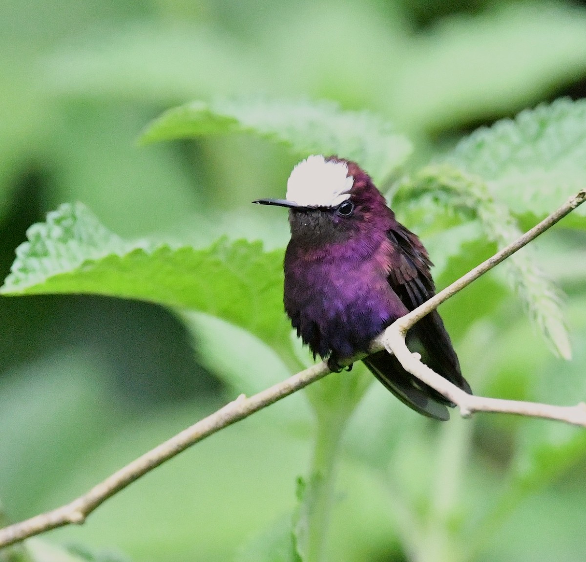 Snowcap - ML642359608