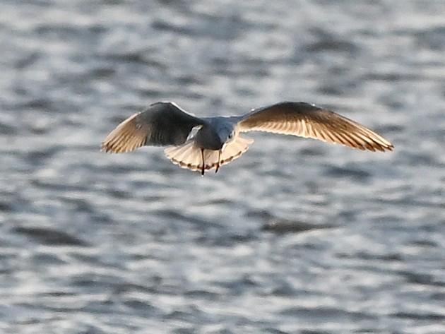 Mouette rieuse - ML642359631