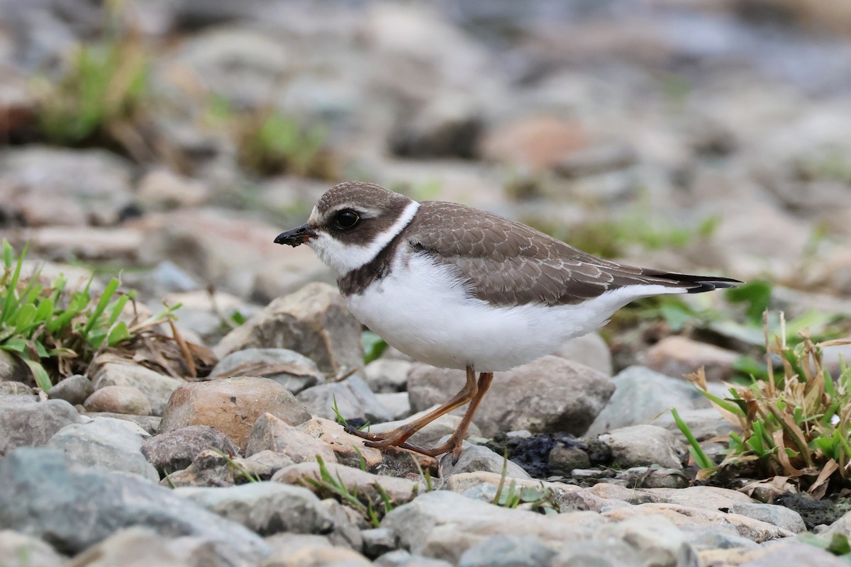 Semipalmated Plover - ML642359645