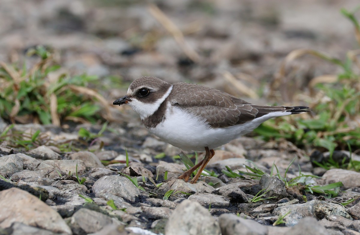 Semipalmated Plover - ML642359646