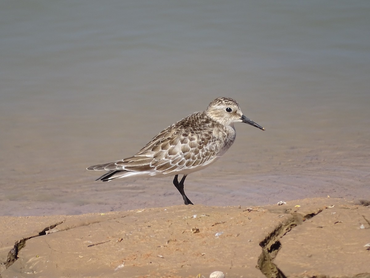 Baird's Sandpiper - ML642359650