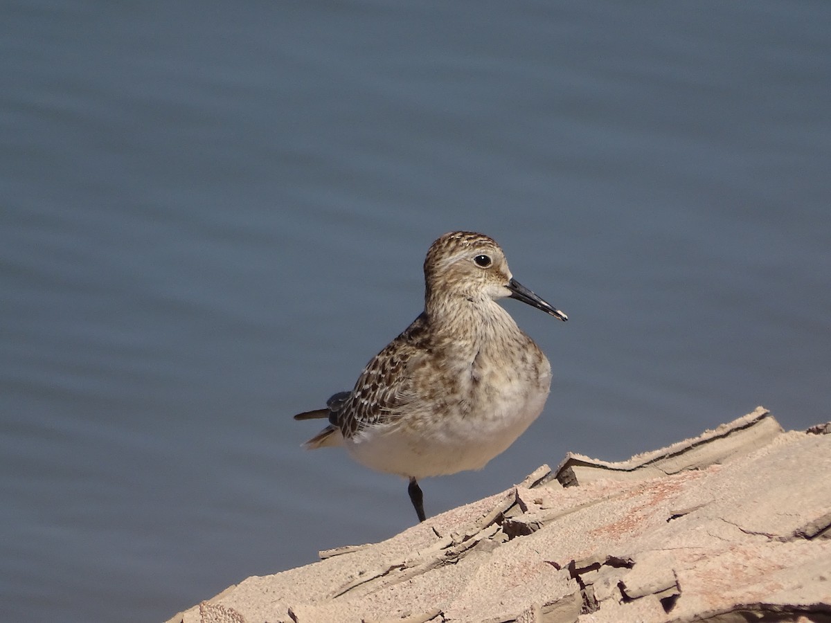 Baird's Sandpiper - ML642359651