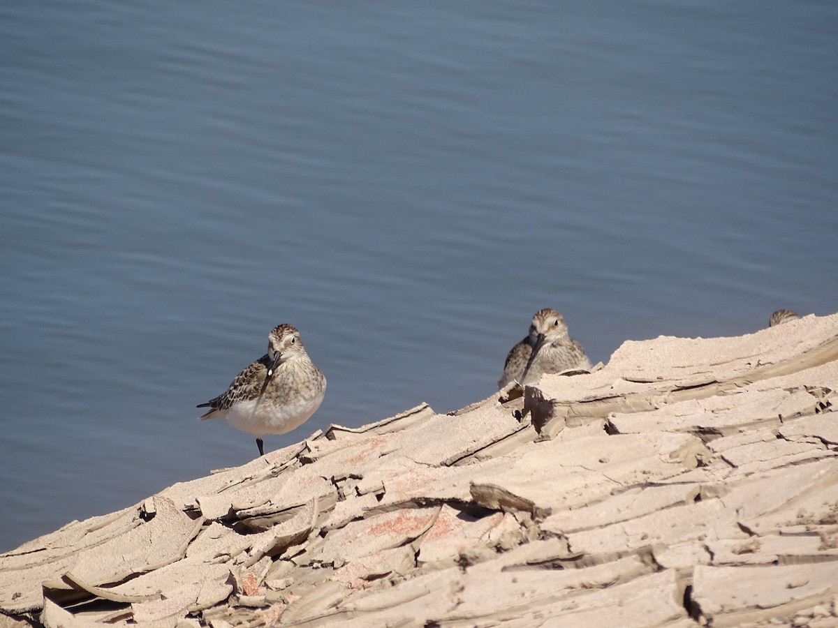 Baird's Sandpiper - ML642359652