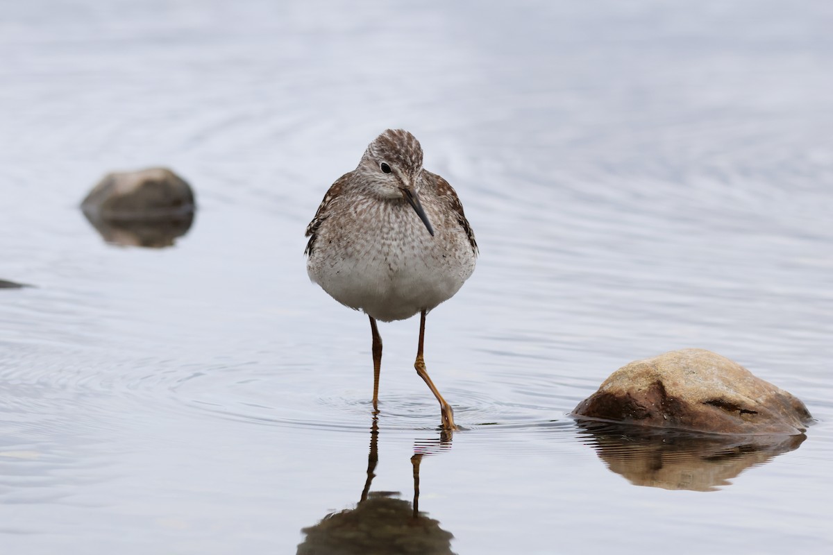 Lesser Yellowlegs - ML642359669