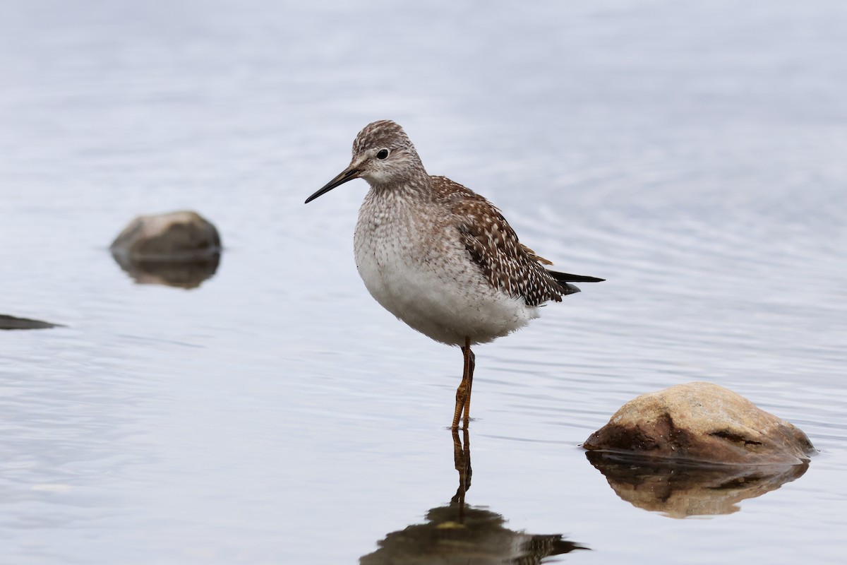 Lesser Yellowlegs - ML642359670