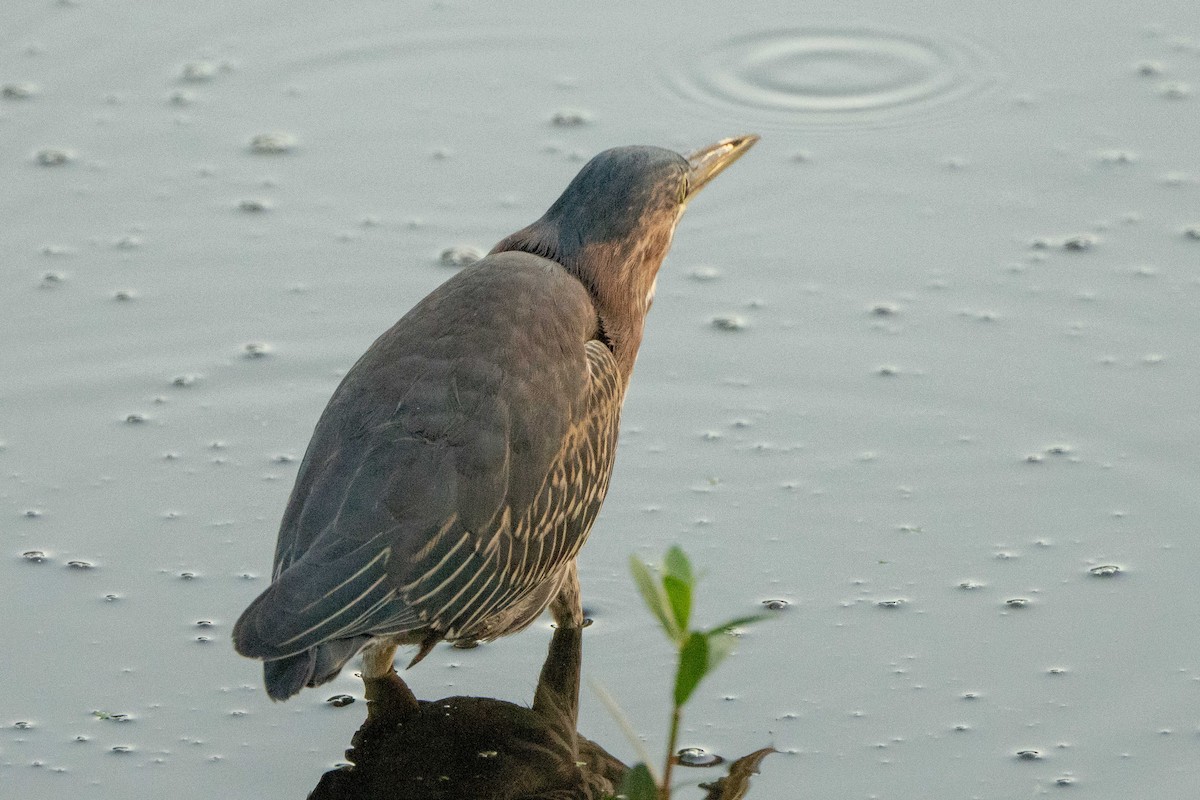 Green Heron - ML642359675