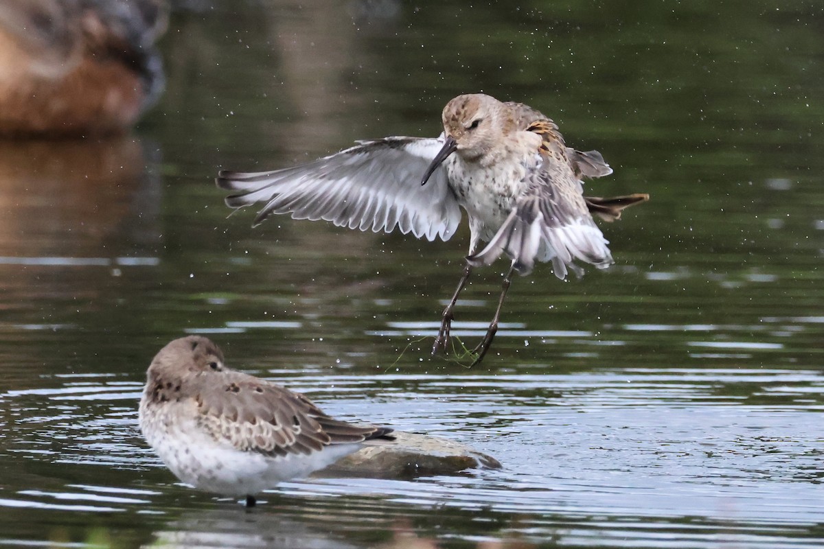 Dunlin - ML642359704