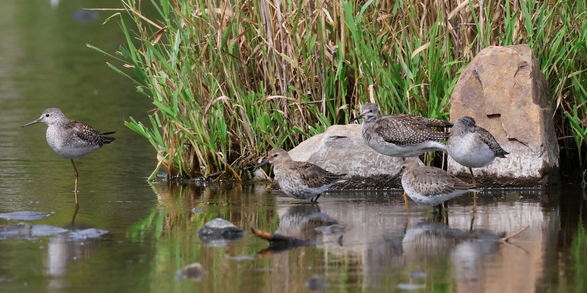 Dunlin - ML642359705