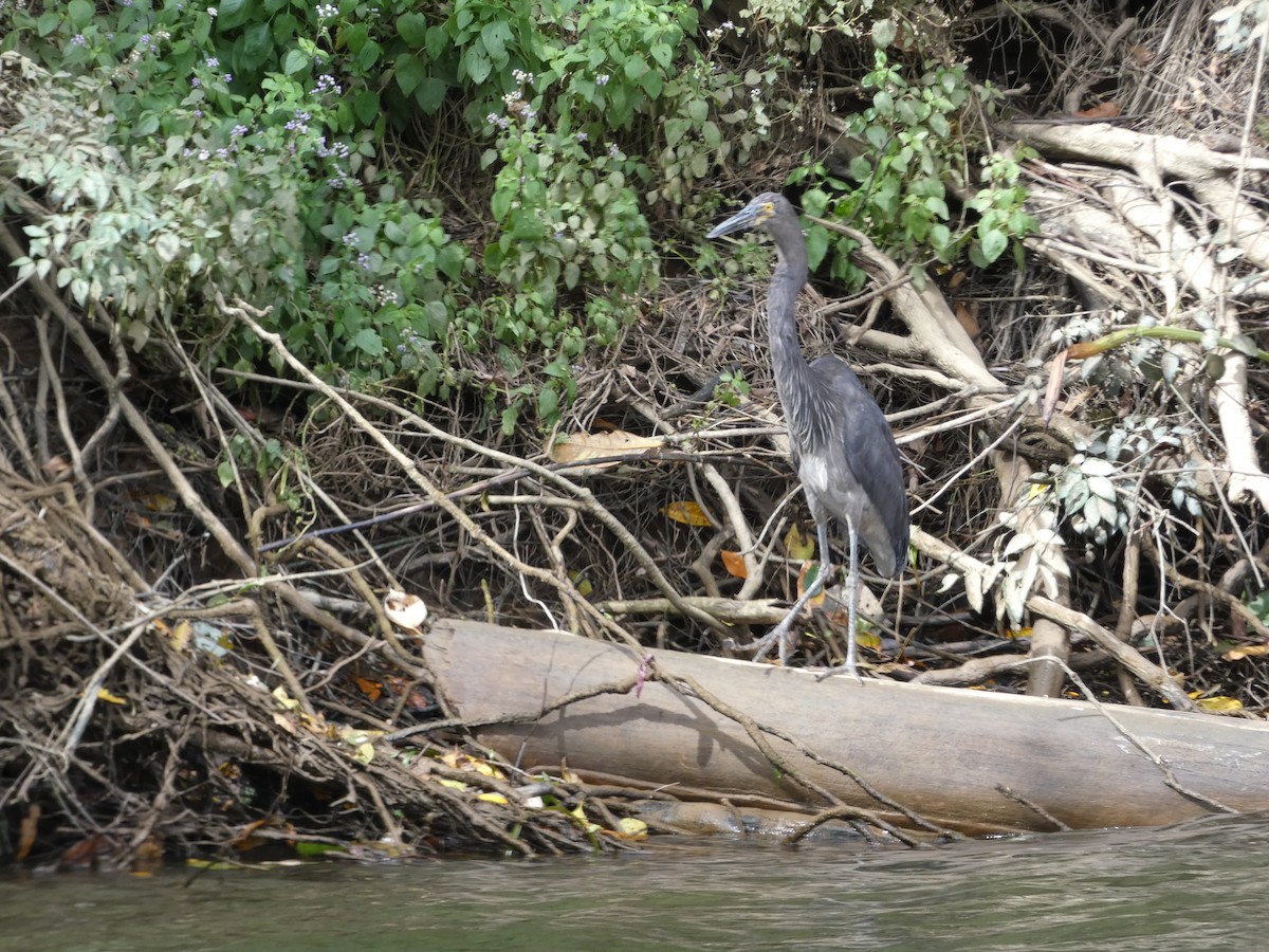 Great-billed Heron - ML642359708