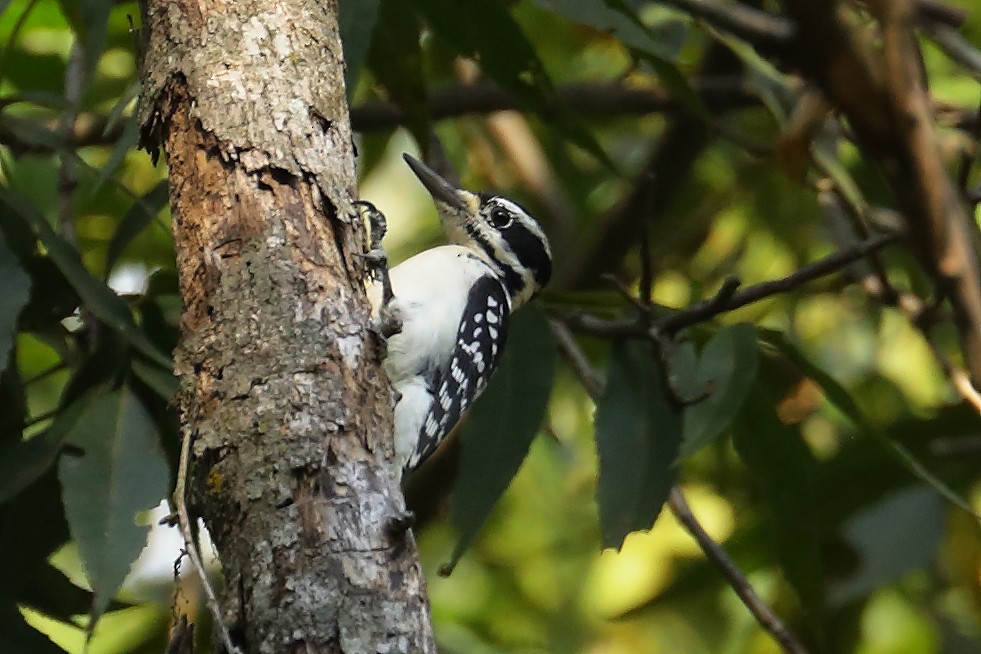 Hairy Woodpecker - ML642359717