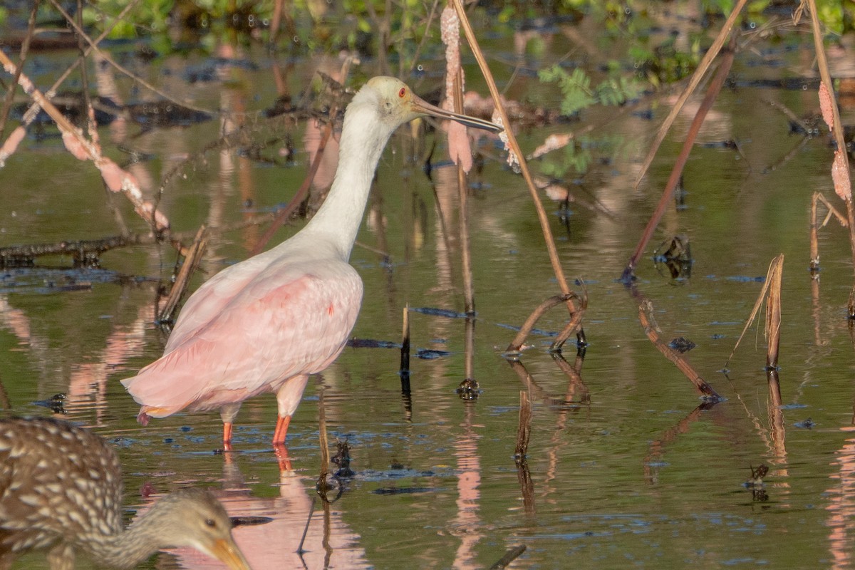 Roseate Spoonbill - ML642359727