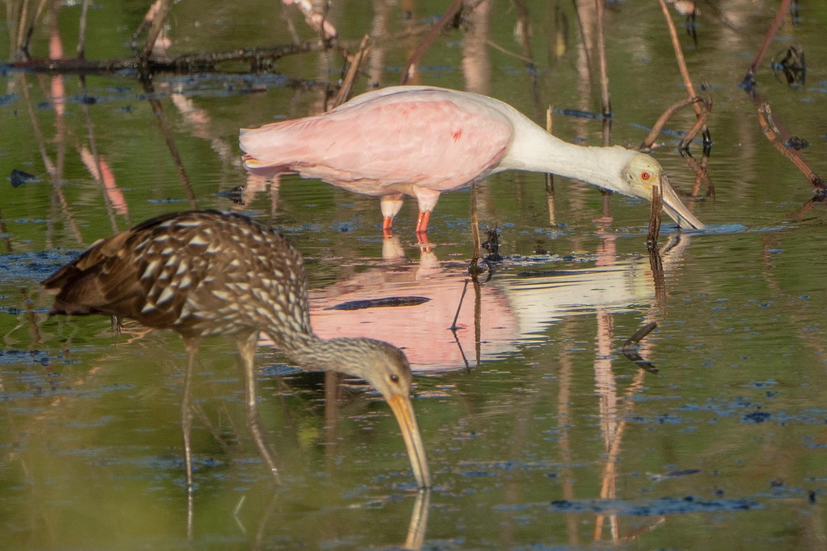 Roseate Spoonbill - ML642359728