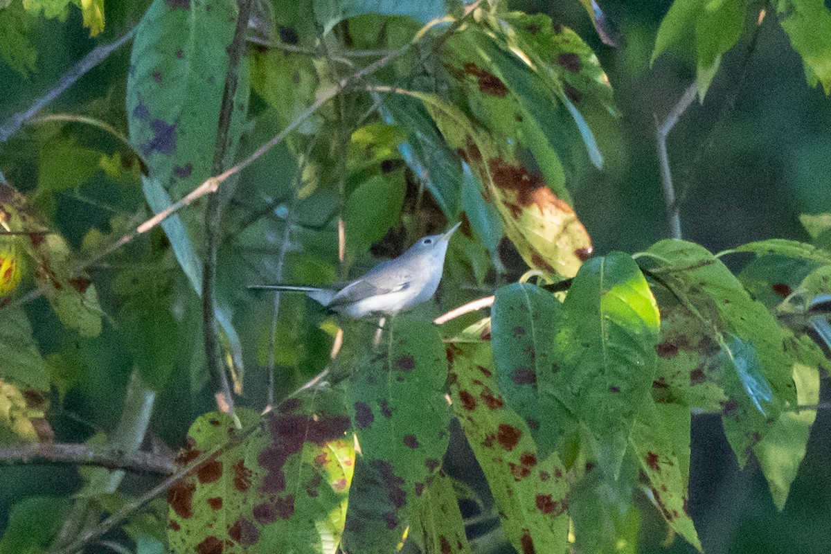 Blue-gray Gnatcatcher - ML642359732
