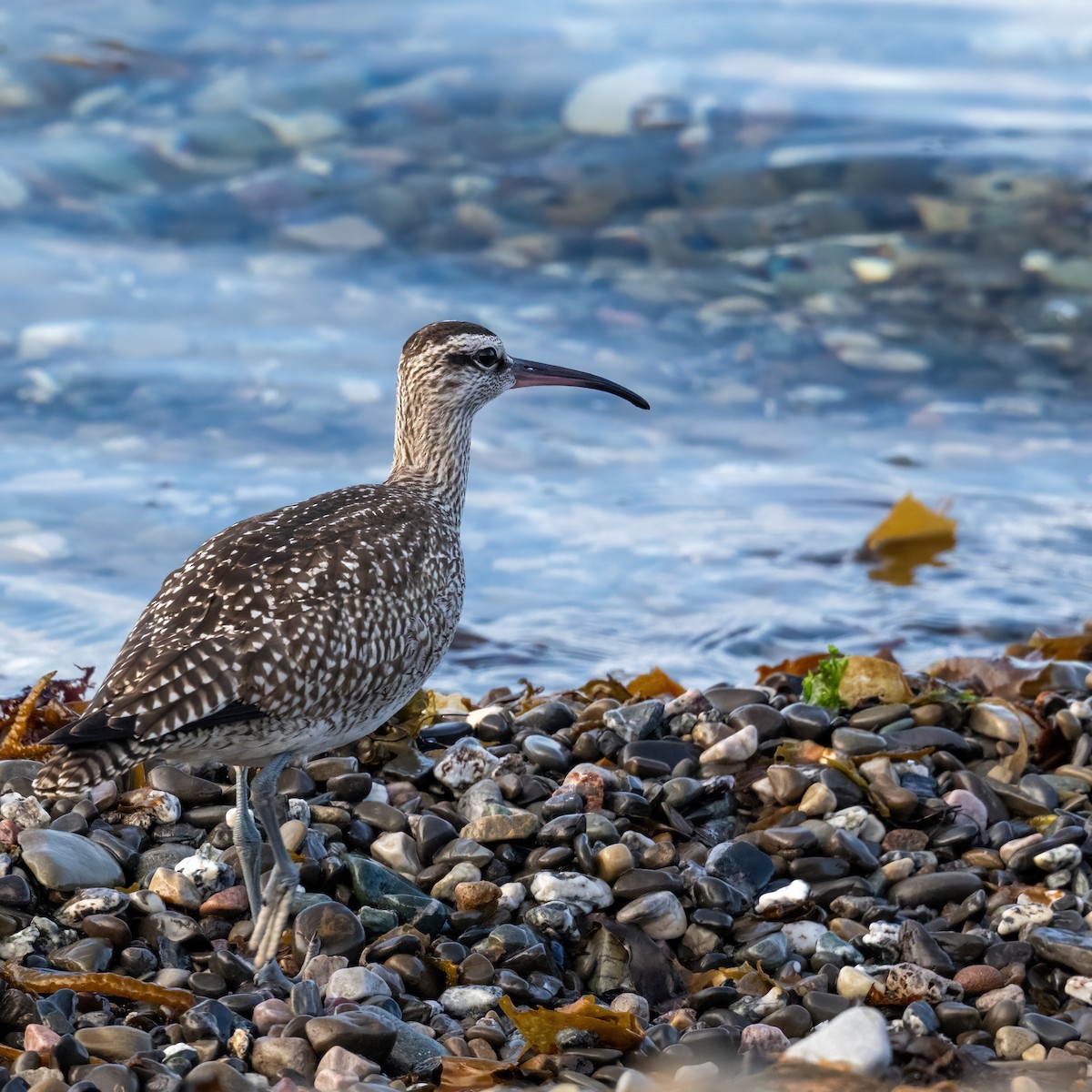 Whimbrel - ML642359742