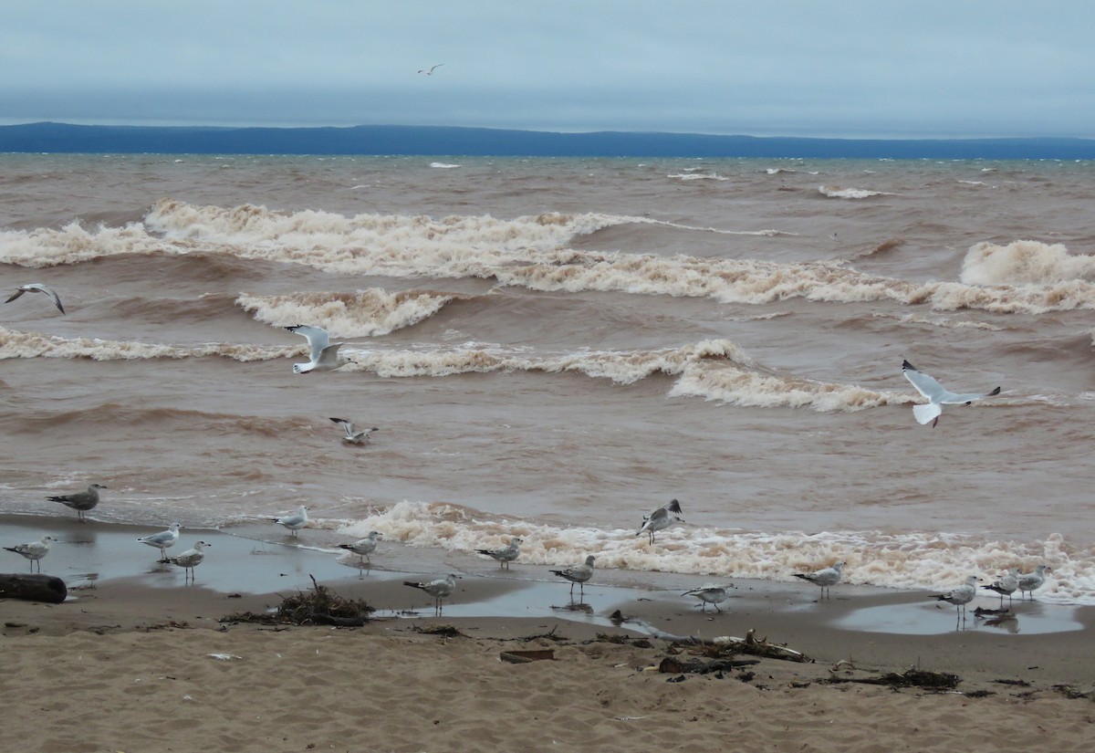 Ring-billed Gull - ML642359745