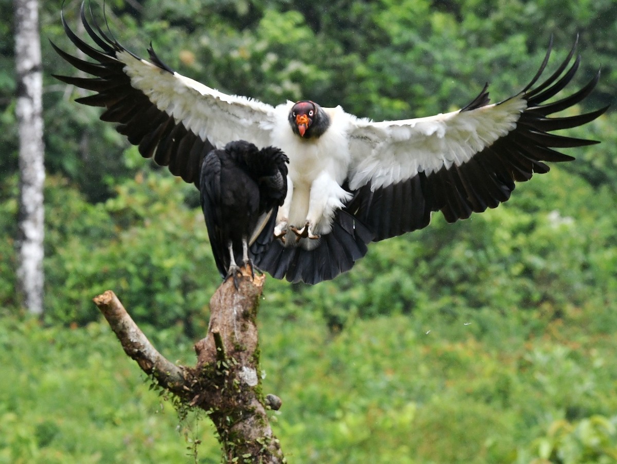 King Vulture - ML642359767