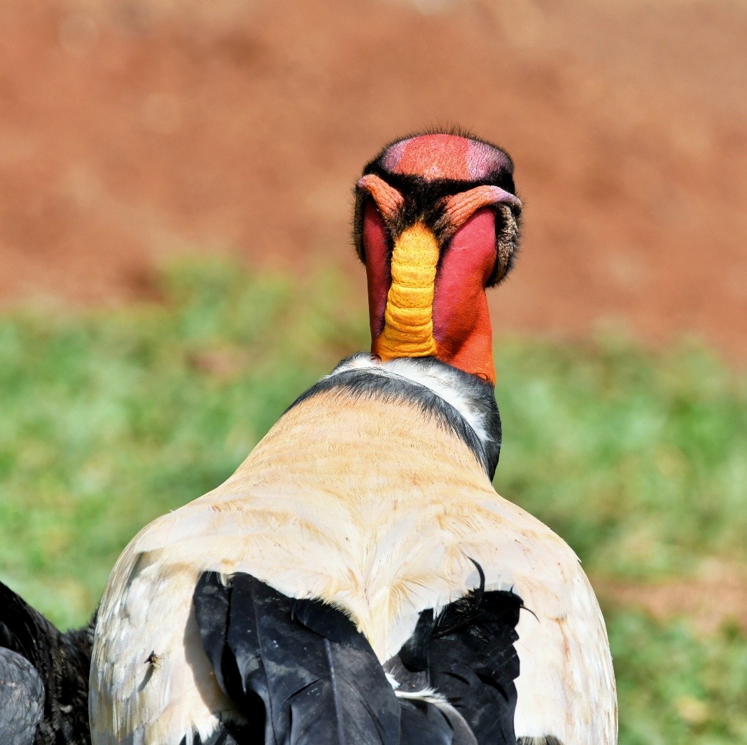 King Vulture - ML642359768