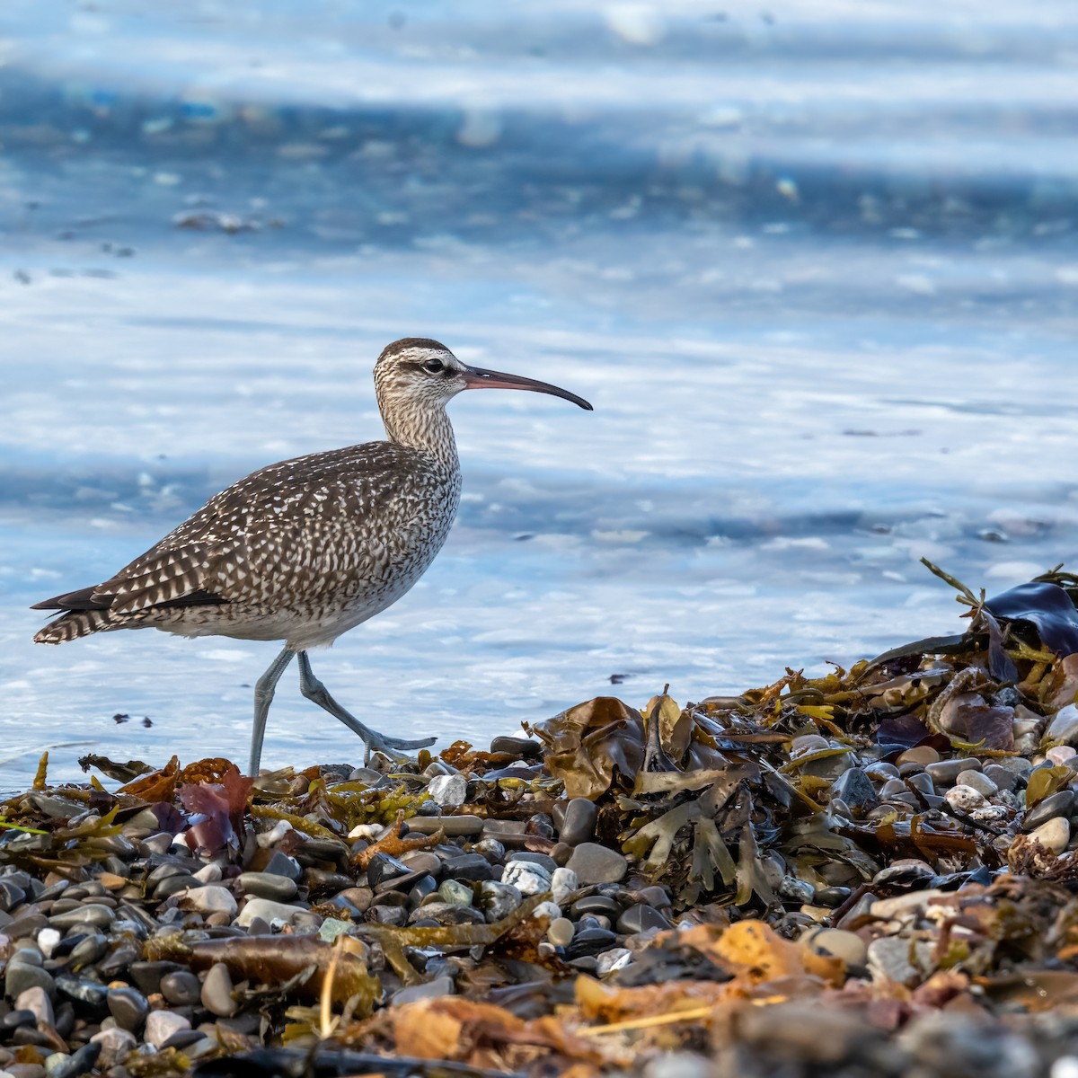 Whimbrel - ML642359786