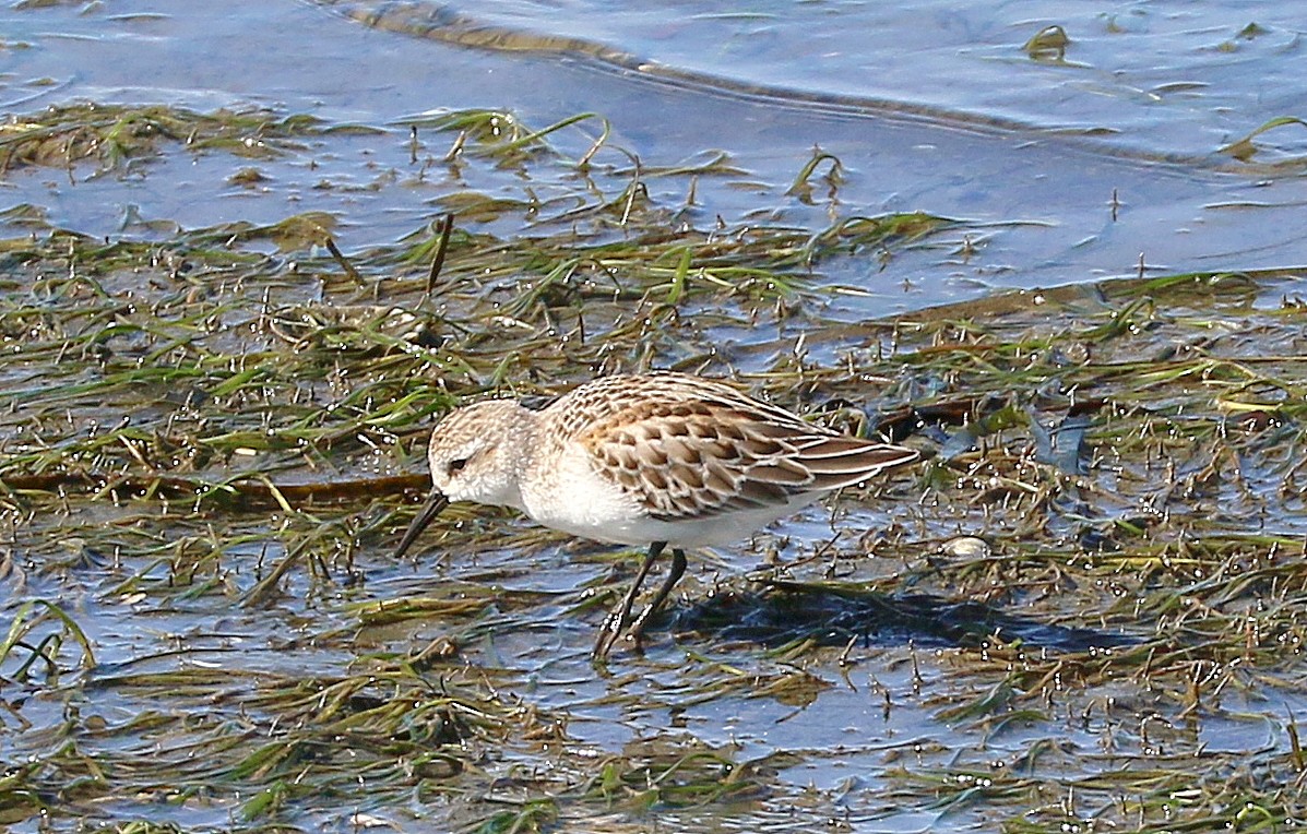 Western Sandpiper - ML642359793
