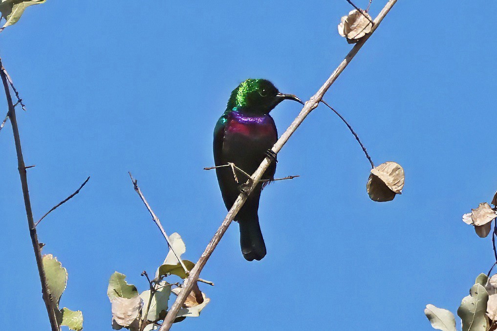Purple-banded Sunbird - ML642359794