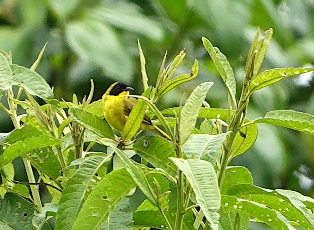 Olive-crowned Yellowthroat (Olive-crowned) - ML642359806