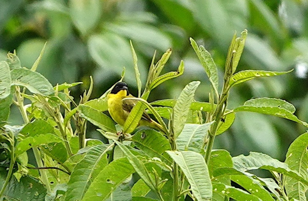 Olive-crowned Yellowthroat (Olive-crowned) - ML642359807