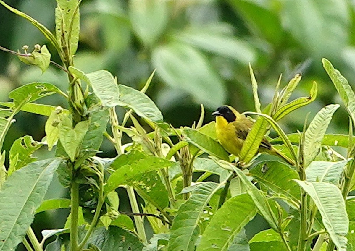 Olive-crowned Yellowthroat (Olive-crowned) - ML642359808