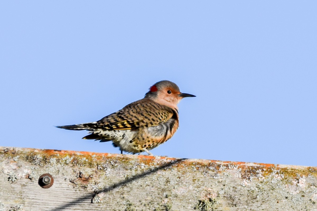 Northern Flicker - ML642359809