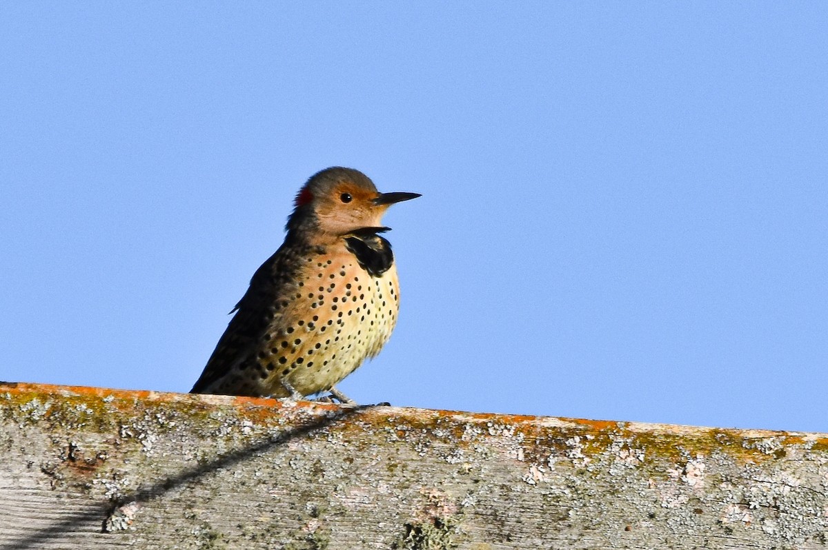 Northern Flicker - ML642359810