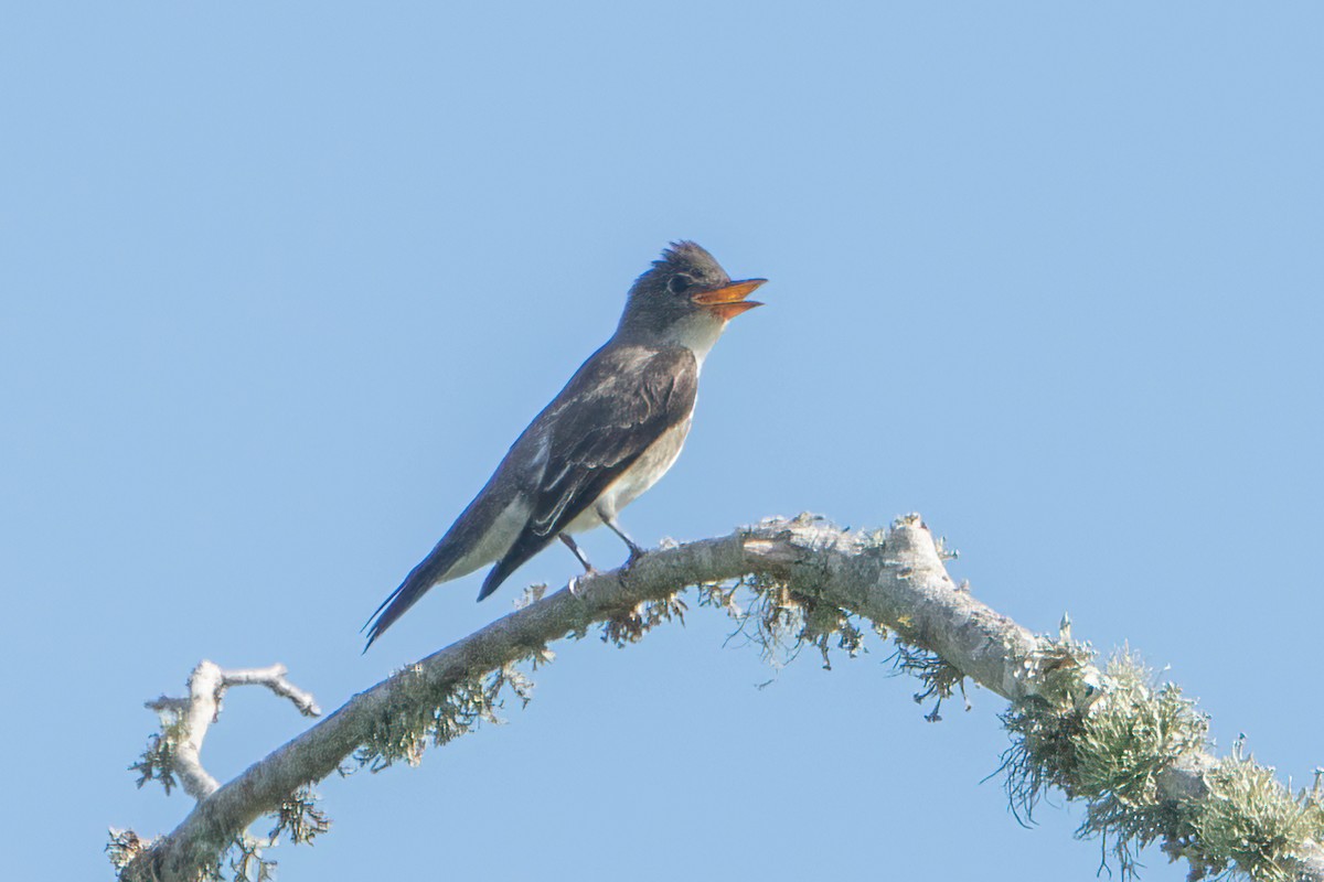 Olive-sided Flycatcher - ML642359818